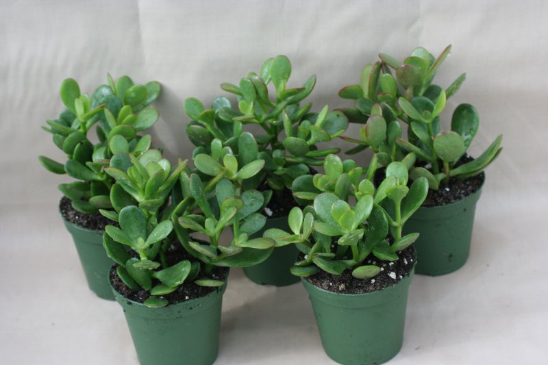 3" pot Jade